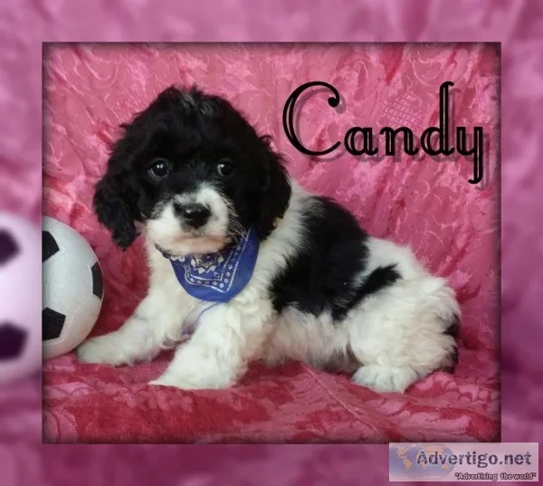 Candy Female Cockapoo