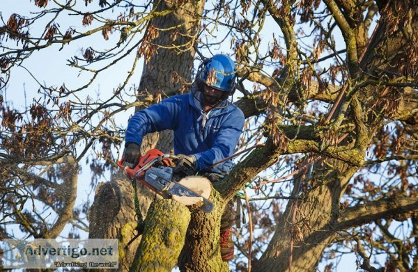 The Importance of Hiring Professionals to Remove Your Tree
