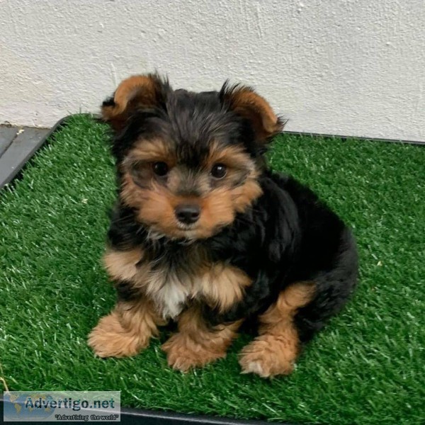 Purebreed Yorkie Puppies For Loving Home