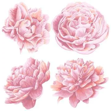 Wallpaper Murals Australia  Blomstrawallart.com