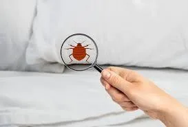 Avail The Bed Bug Treatment in Houston at The Best Prices