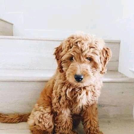 Golden doodle puppies