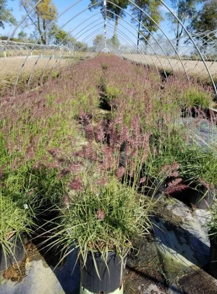 Purchase Karley Rose Fountain Grass - 2 Gallon Online