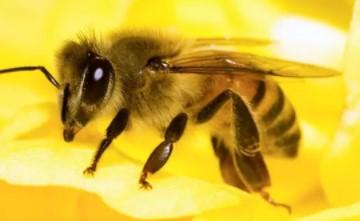 Bee pest control sydney  Qpms.com.au