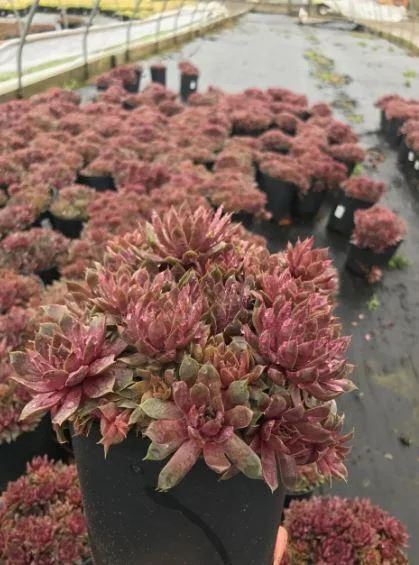 Buy Pacific Blue Ice Hens and Chicks - 1 Gallon Pot