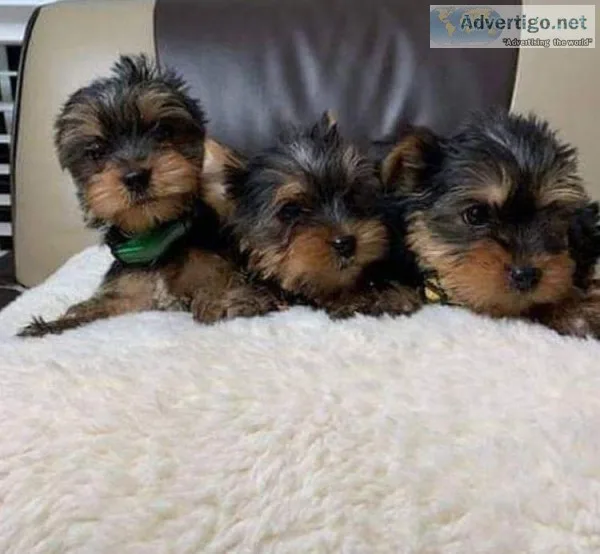 yorkie male and female for sale