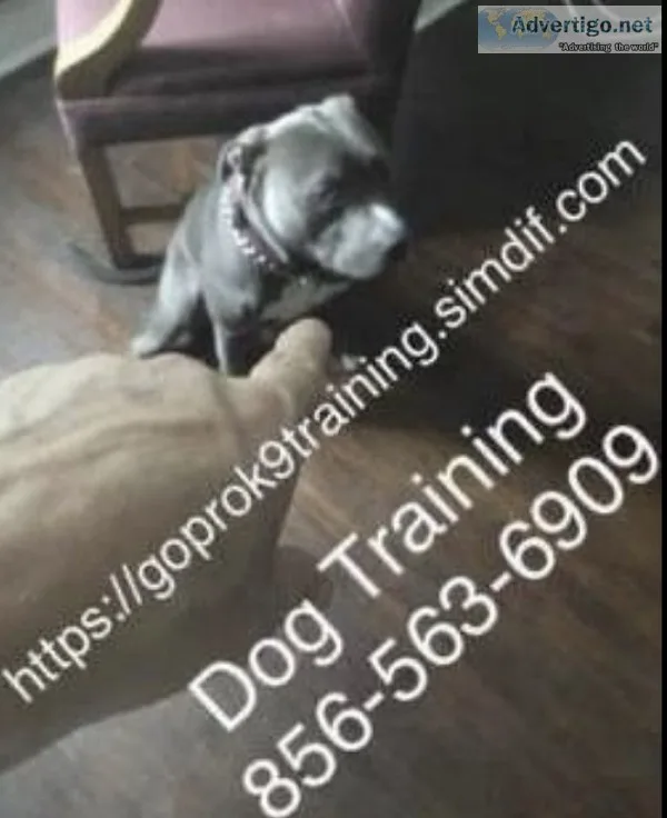 Dog control training program 2 -dogs