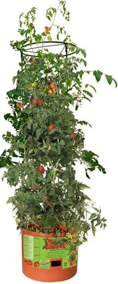 Buy Tomato Barrel With Tower Online
