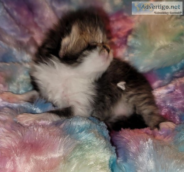 Persians kittens.