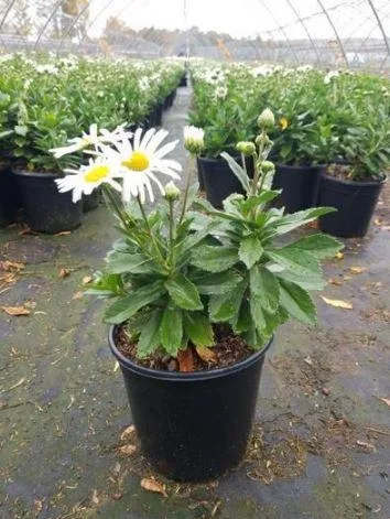 Purchase Montauk Daisy Plant - 2 Gallon Pot