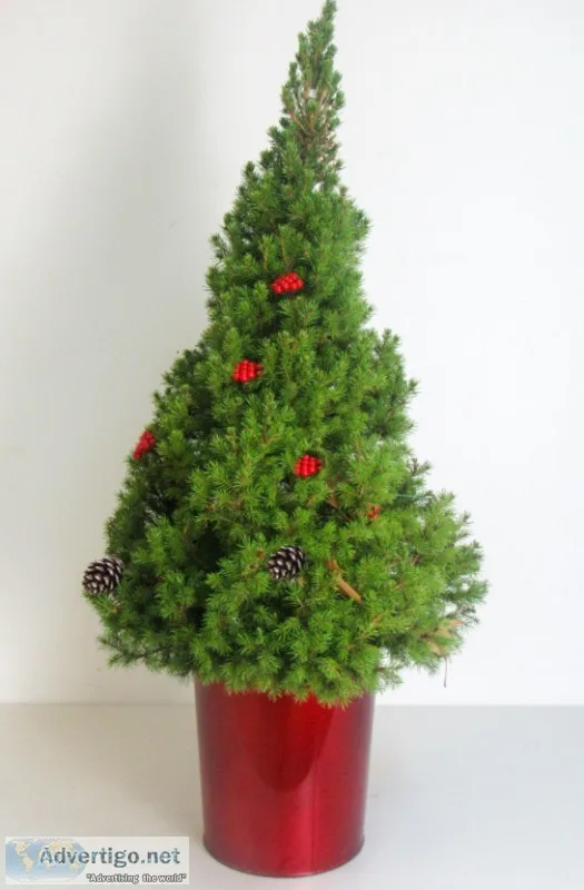 Shop for Dwarf Alberta Spruce Live Potted Trees Online