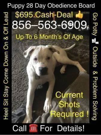 We handle your dogs