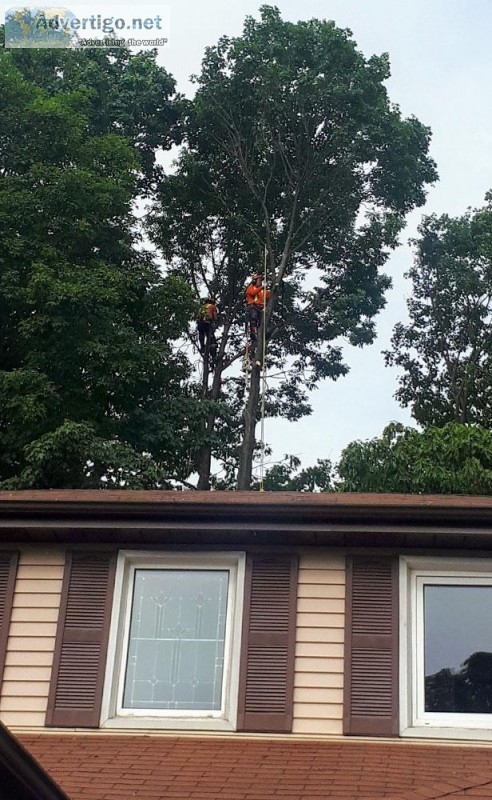 Tree removal service in port perry