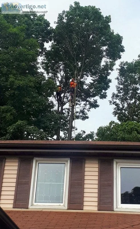 Tree removal service in port perry