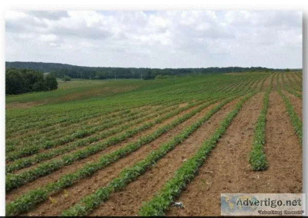 Land For Sale In Deer Lodge Tennessee