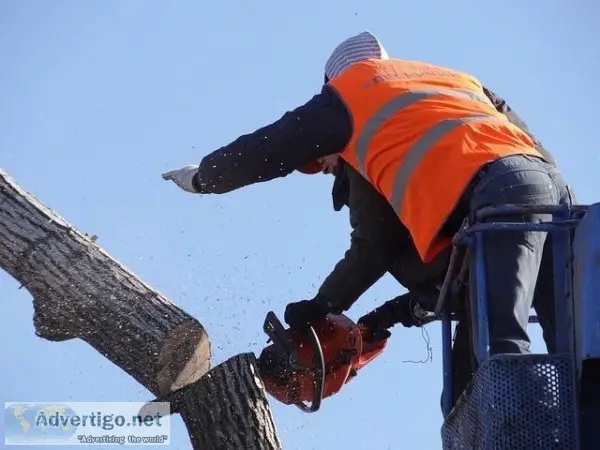 Get the Best Emergency Tree Removal Service