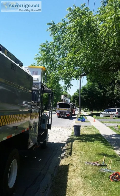 Tree pruning service in Whitby