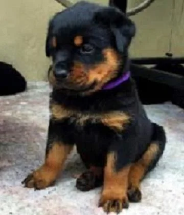 Rottweiler puppies for sale