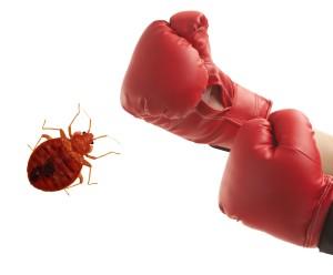 Hire the Best Pest Control Services in Mamaroneck NY