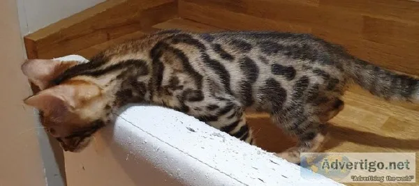 Bengal playful and friendly kittens