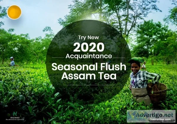 Buy Season s Best Summer Second Flush Tea at Best Price