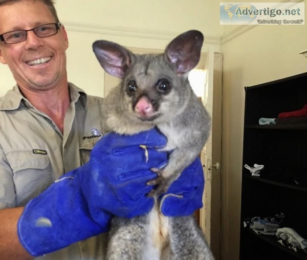 Possum Busters Sydney