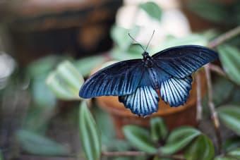Tips for Planting Beautiful Butterfly Gardens - Scott s Landscap