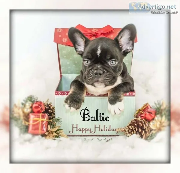 Baltic Male French Bulldog