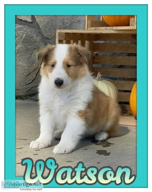 Watson AKC Male Collie