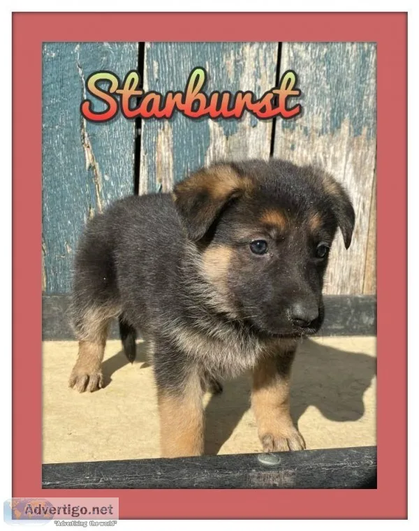 Starburst Female AKC German Shepherd