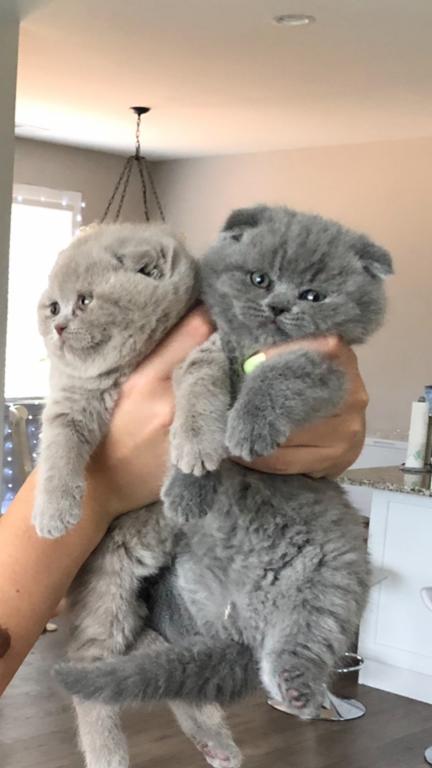 Cuddlyplayful Scottish Fold kitties ready for new loving home