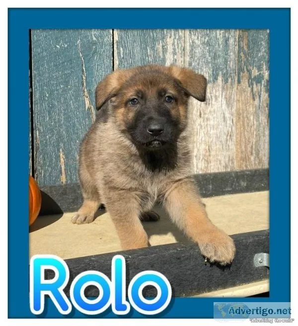 Rolo Male AKC German Shepherd