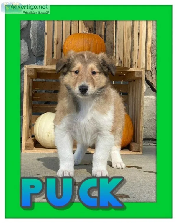 Puck AKC Male Collie