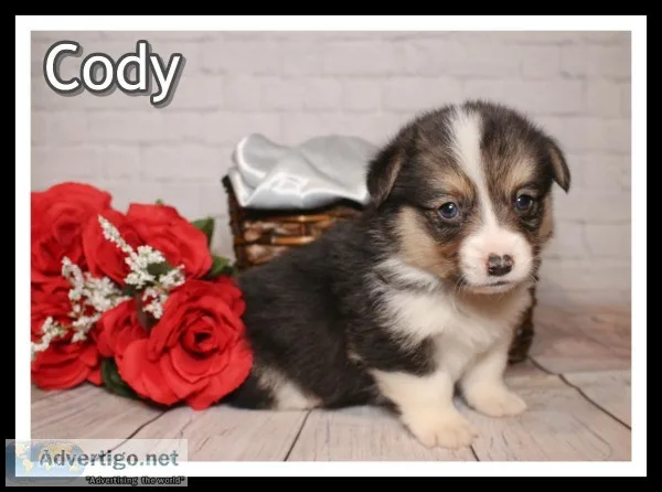 Cody Male Corgi
