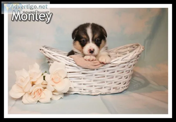 Monley Female Corgi