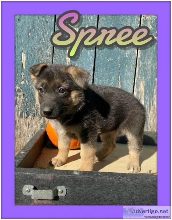 Spree Female AKC German Shepherd
