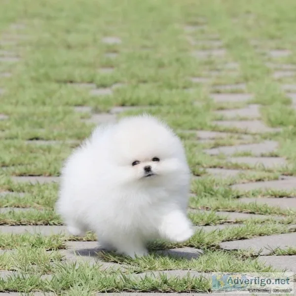 Purebred Pomeranian puppies for adoption.