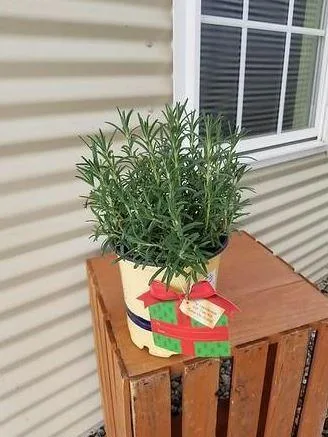 Buy Arp Rosemary Plant for Sale - 1 Gallon Pot