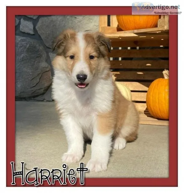 Harriet Female AKC Collie