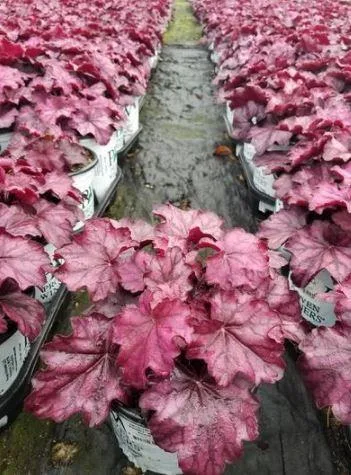 Buy Heuchera Wild Rose Coral Bells - 1 Gallon Pot