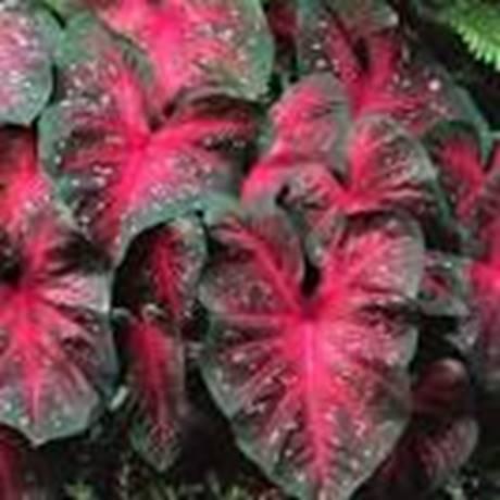 HARSHMAN PLANT NURSERY