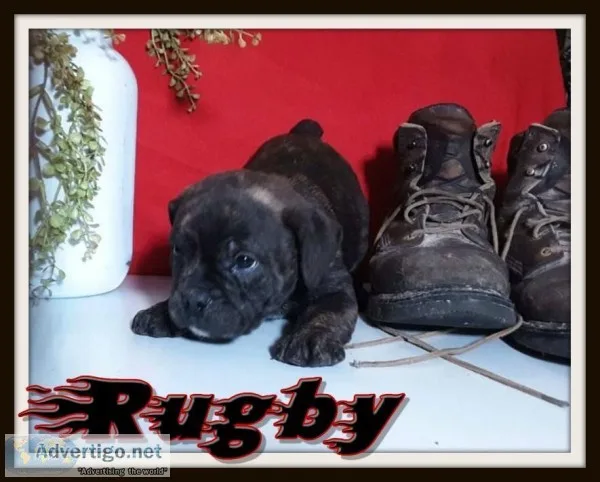 Rugby Male English Puggle
