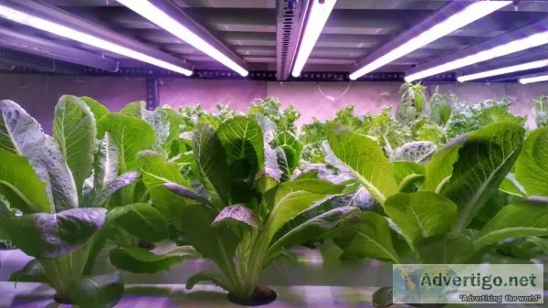 Grow Lights In India