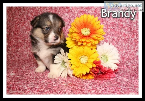 Brandy Female Corgi