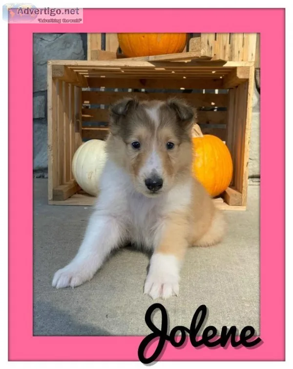 Jolene Female AKC Collie