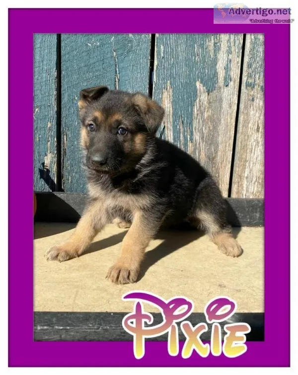 Pixie Female AKC German Shepherd