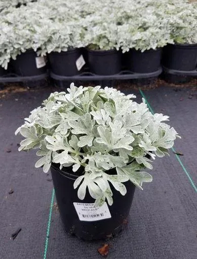 Buy Silver Brocade Wormwood Plant - 1 Gallon Pot