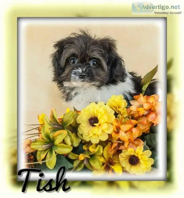 Tish Female Shihpoo
