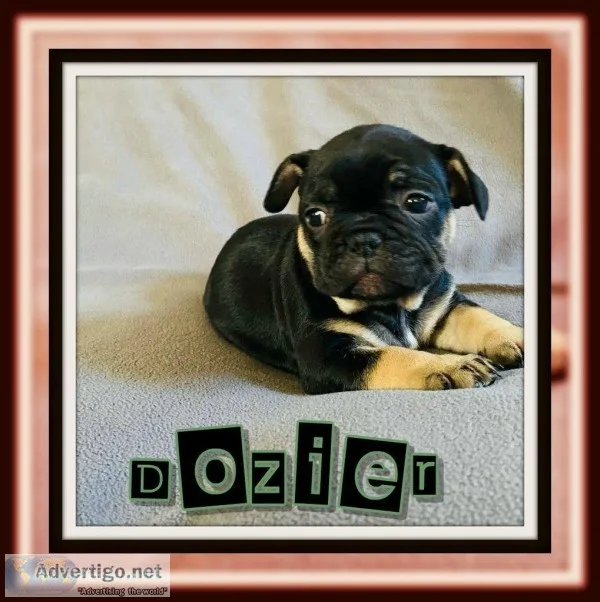Dozier Male AKC French Bulldog