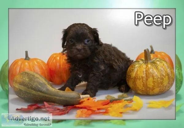 Peep Female Shihpoo
